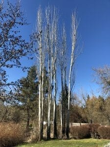 kelsey creek farm