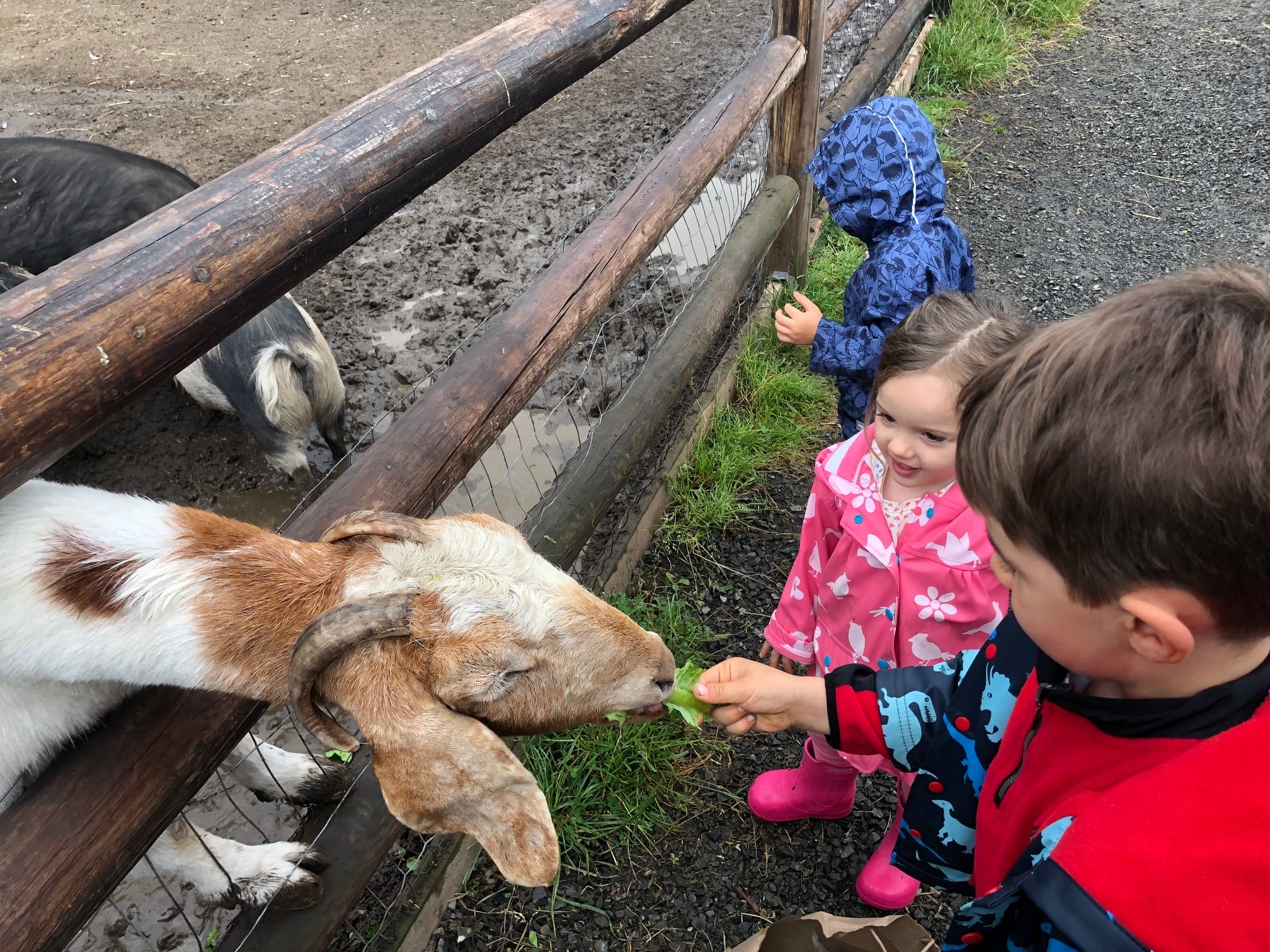 Sammamish Animal Sanctuary