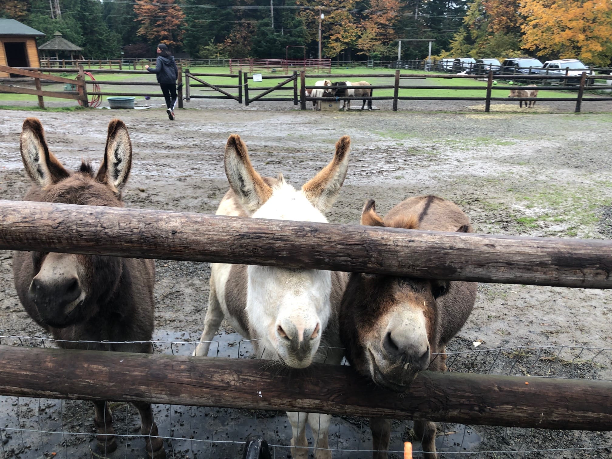 Sammamish Animal Sanctuary